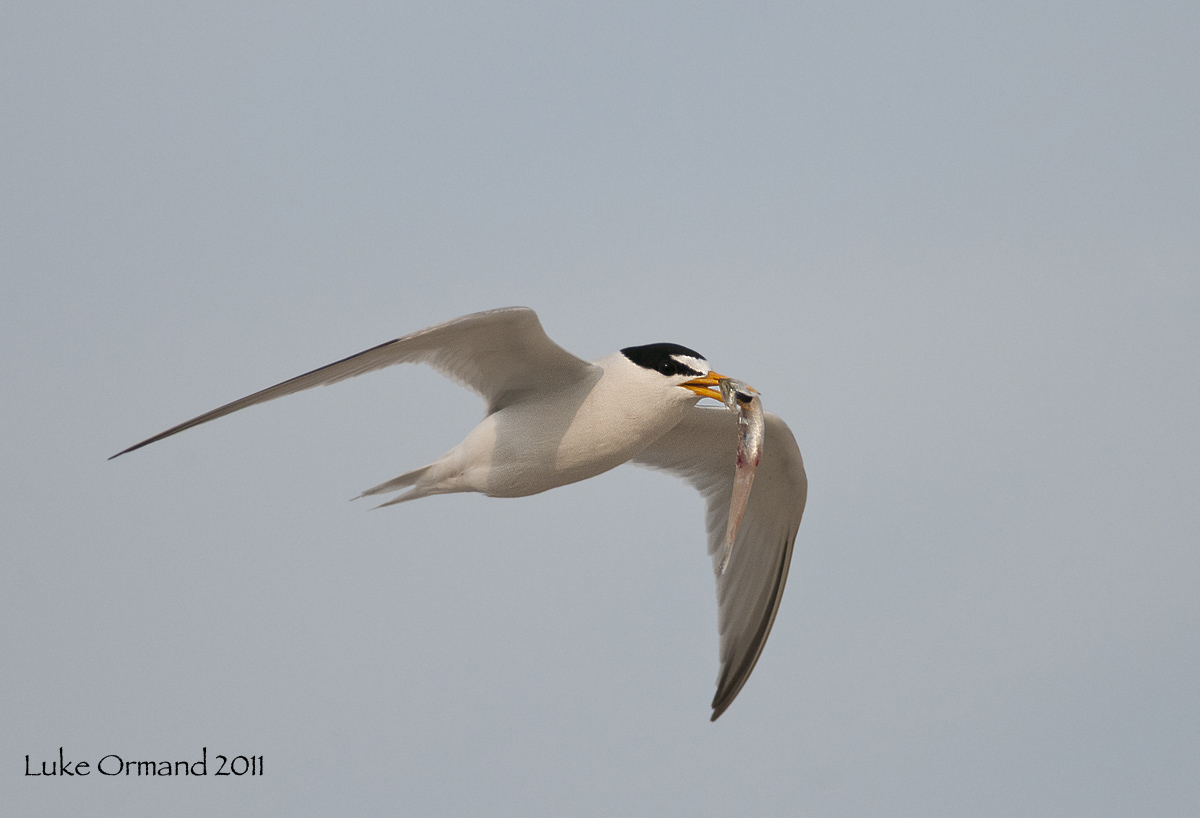 Least Tern w Dinner