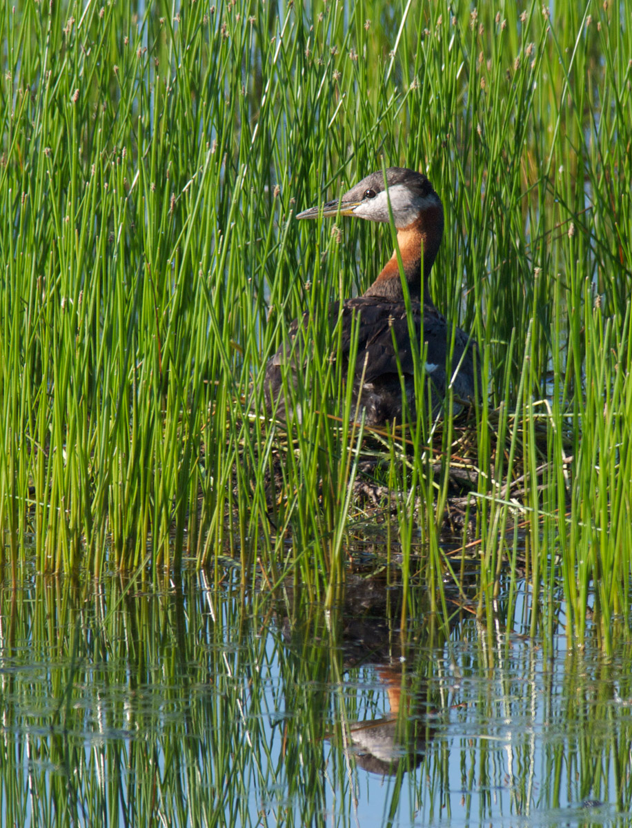 Red-necked Grebe