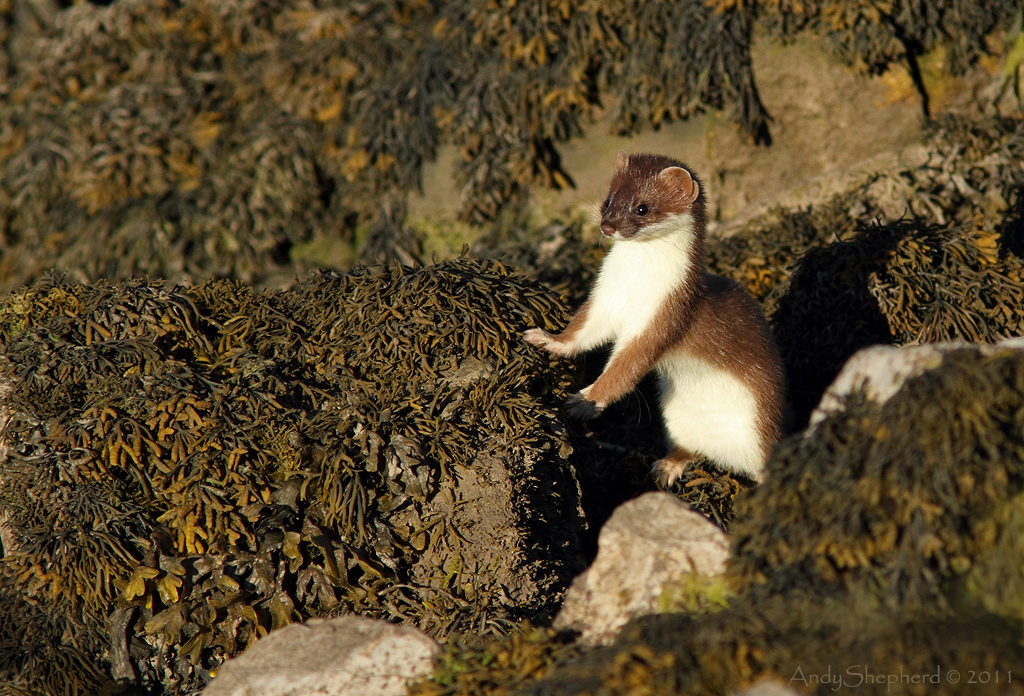 Stoat