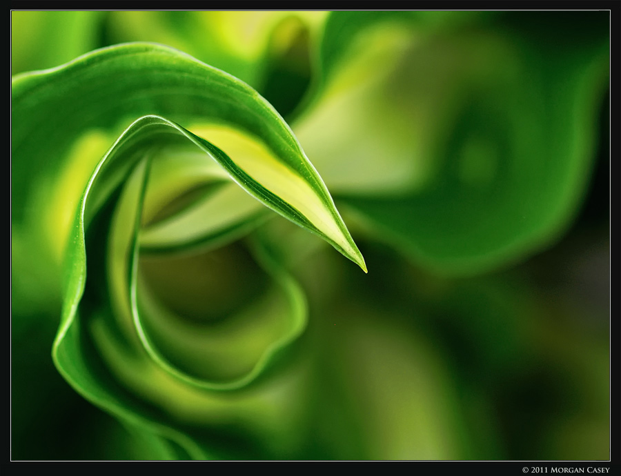 Swirl