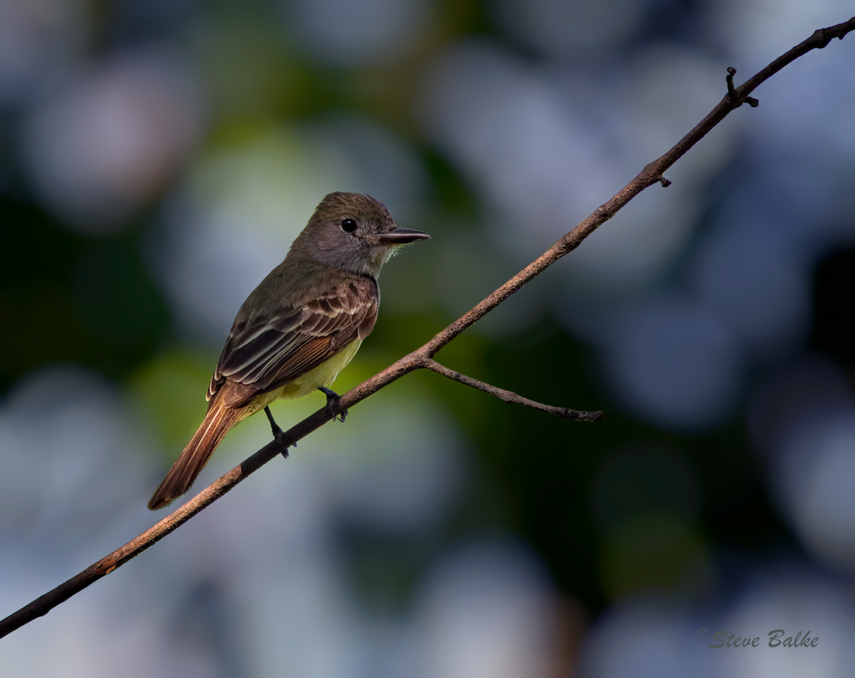 Flycatcher