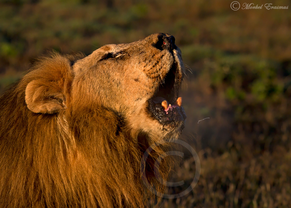 Old kings can still roar