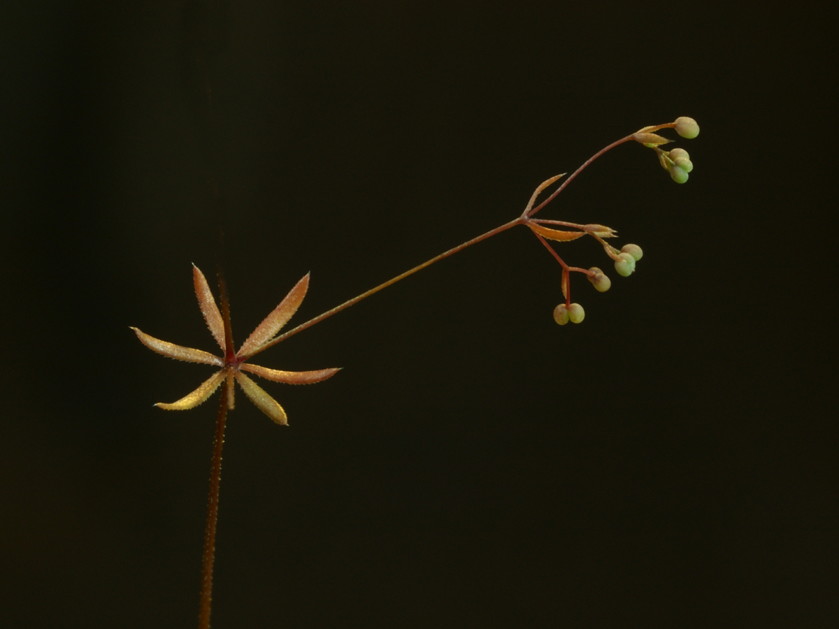Unknown Weed
