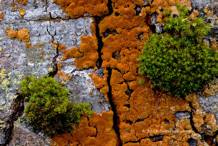 Lichen Bark
