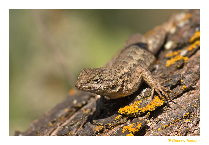 Western Fence Lizard