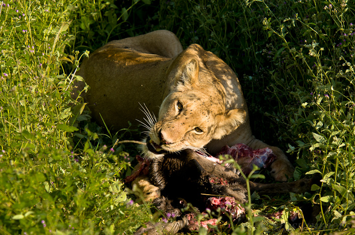 lioness lunching