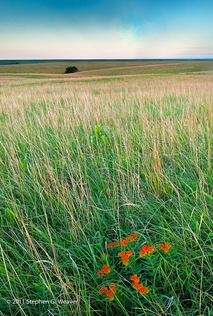 Tall Grass Prairie