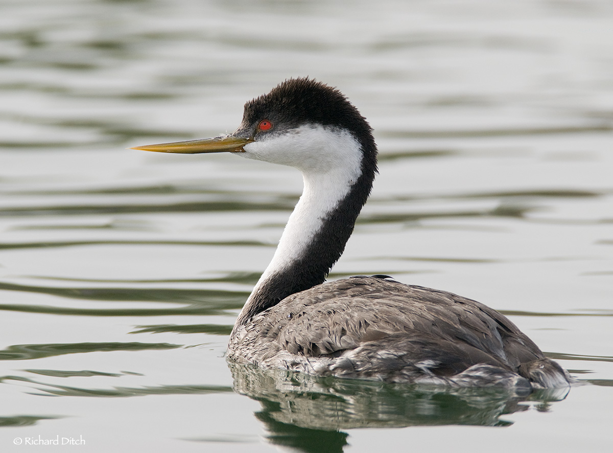 Western Grebe