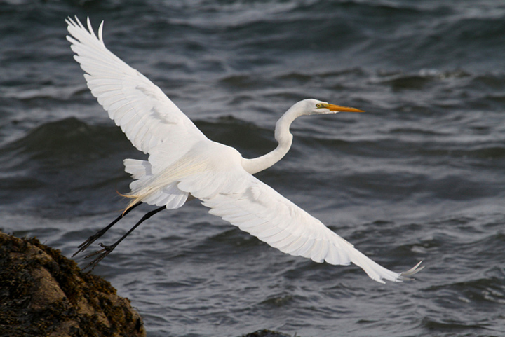 GreatEgret1