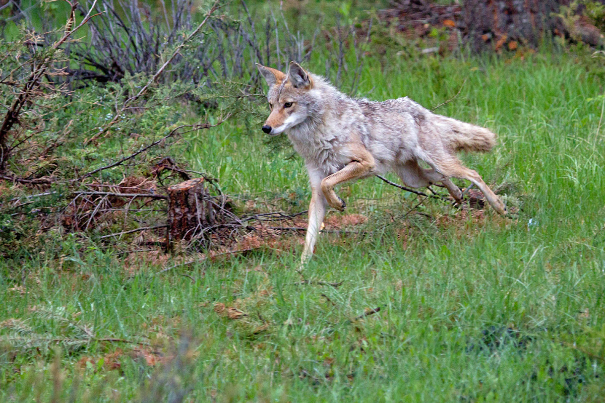 On The Chase