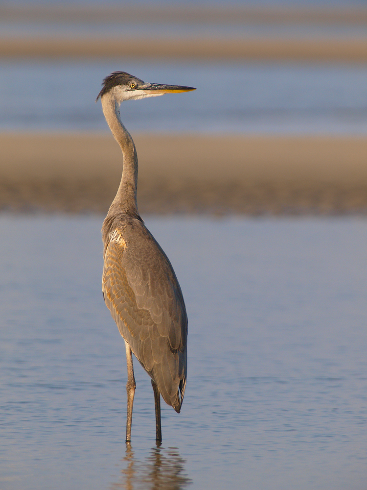 Great Blue Juvenile