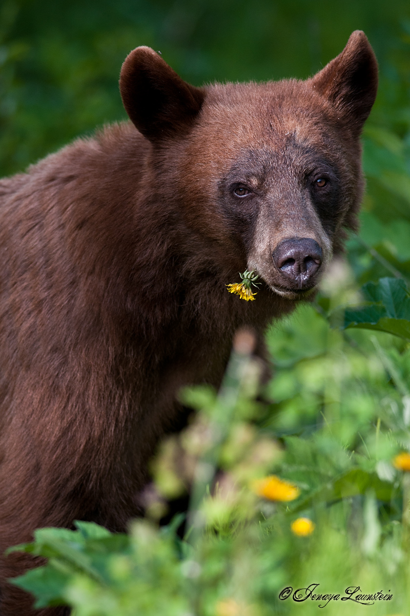 Dandelion Bear