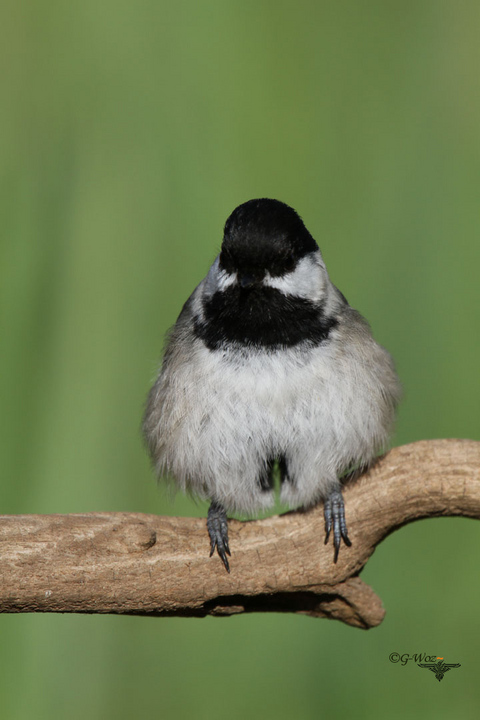 Puffed-Up