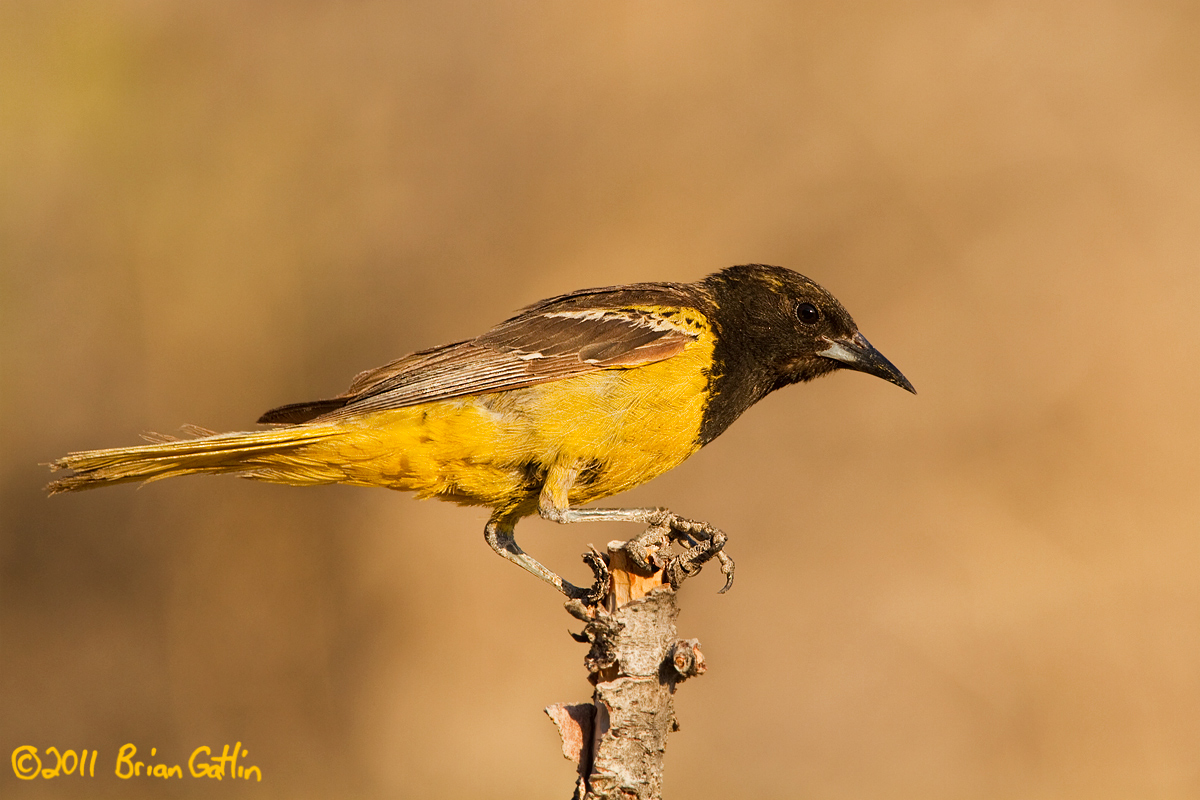 Scott's Oriole