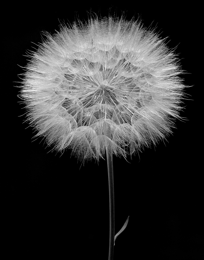 Seed Head 2nd Repost