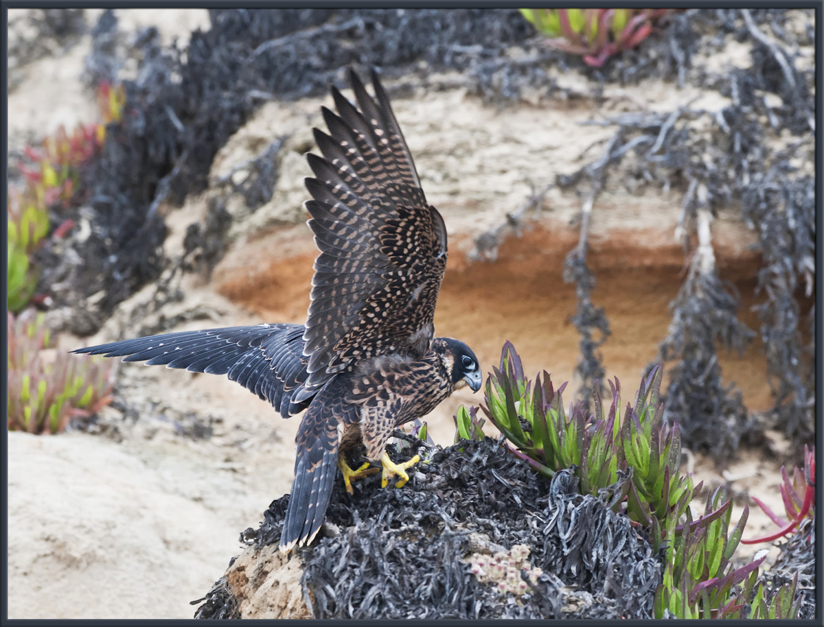 Juvenile Peregrine