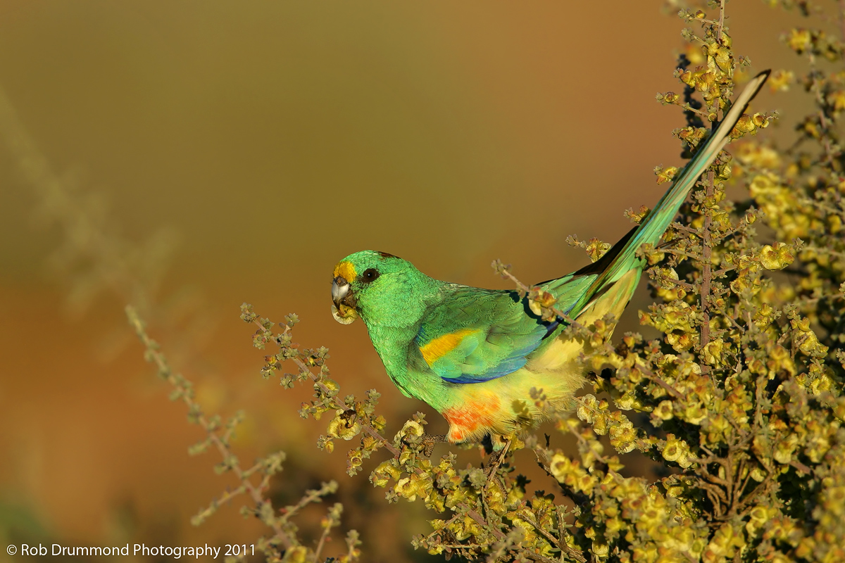 Mulga Parrot