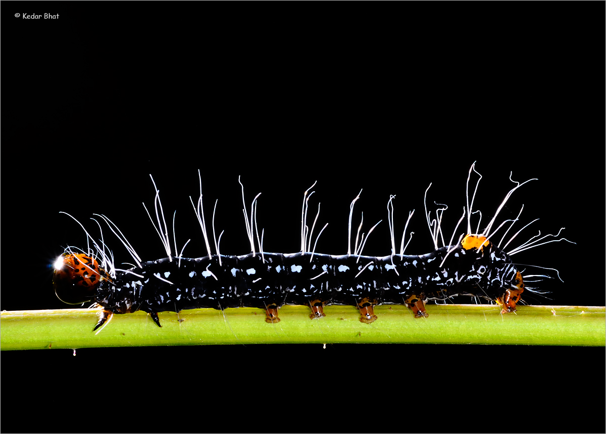 Hairy matter