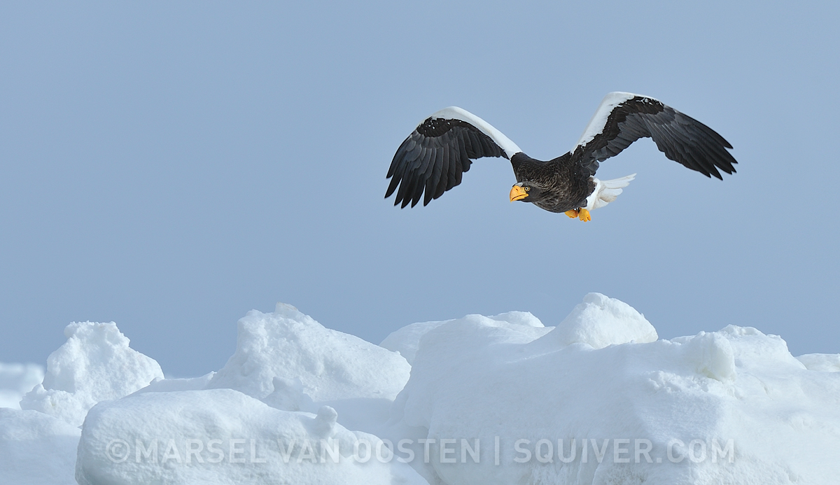 Steller's Sea Eagle