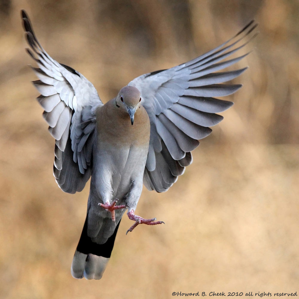 Angelic Dove
