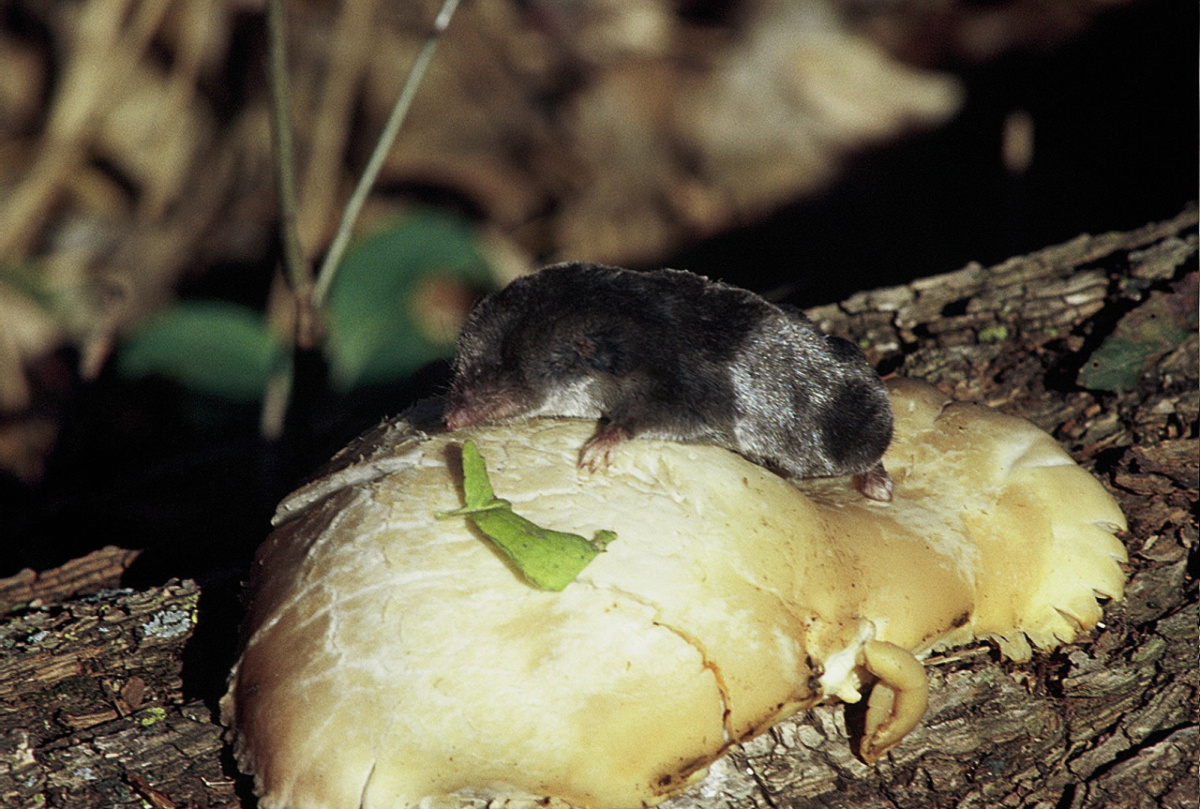 Short-Tail Shrew