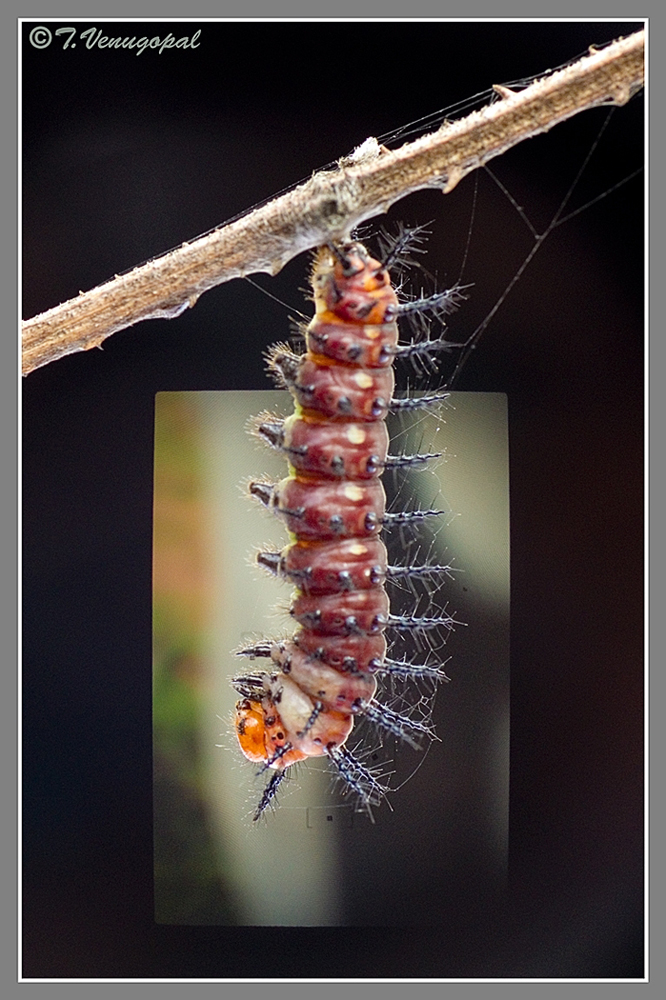 Caterpiller and lens