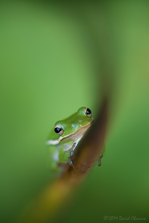 Green Tree Frog