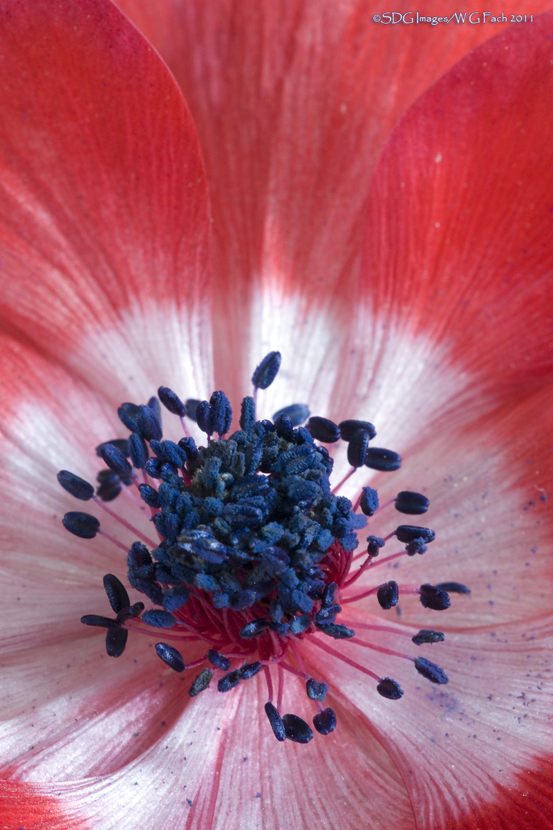 Patriotic Anemone