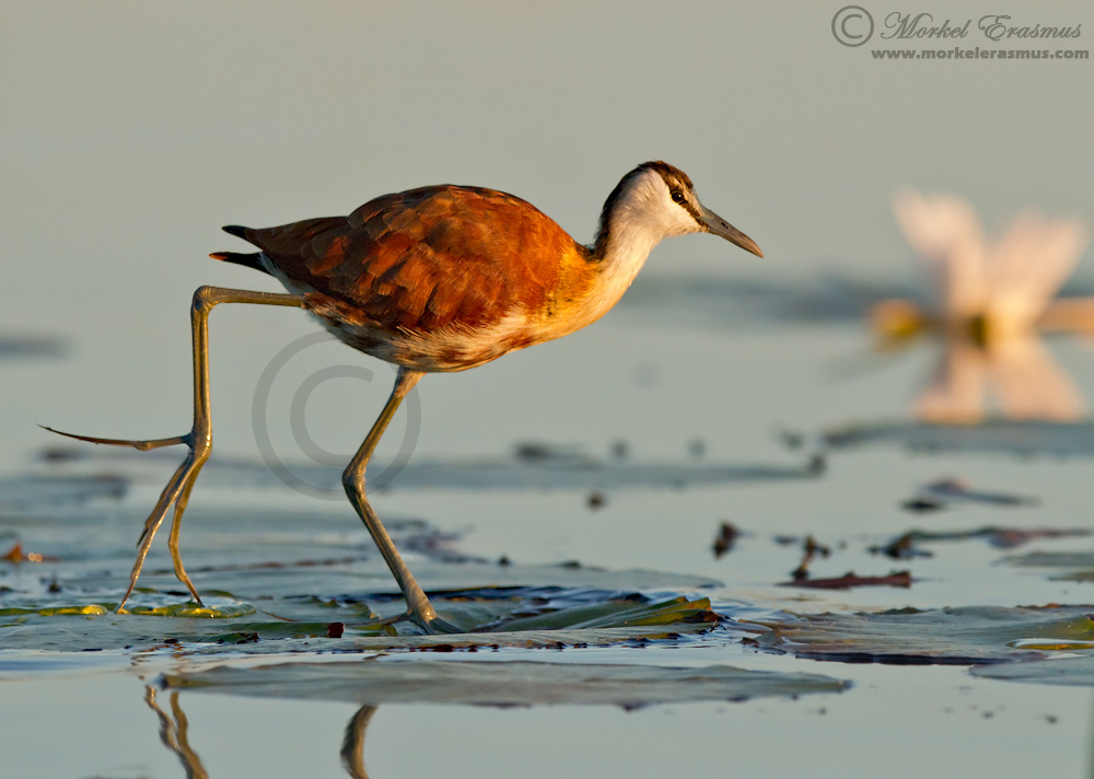 African Jacana (juv)