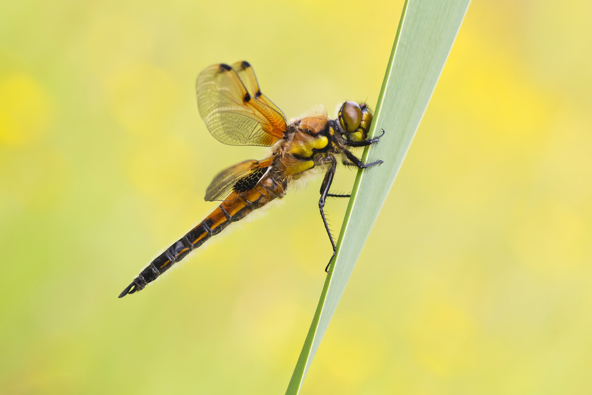 Four-Spotted Chaser