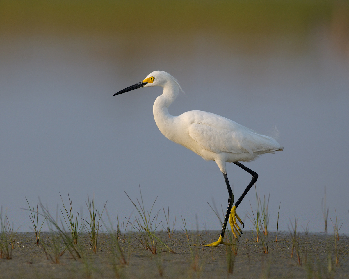 Snowy Egret