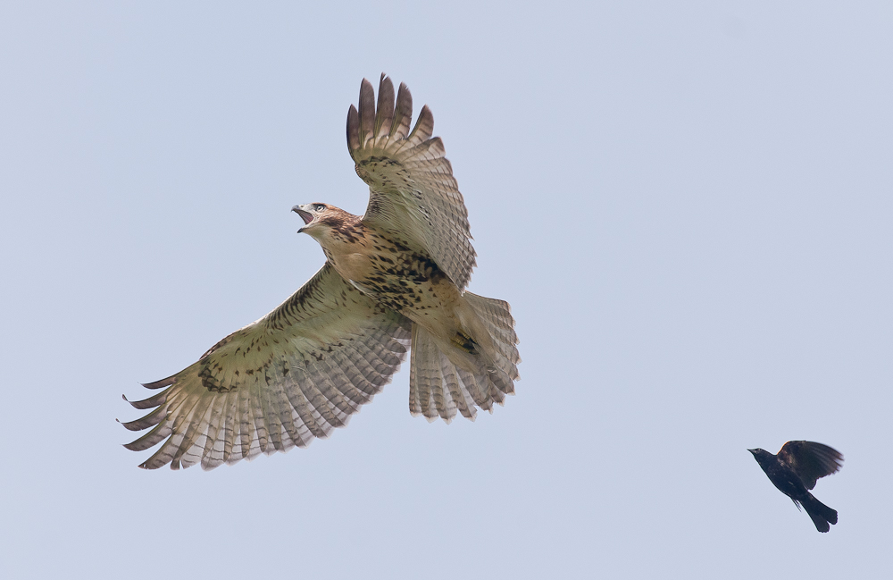 Blackbird Chases Hawk