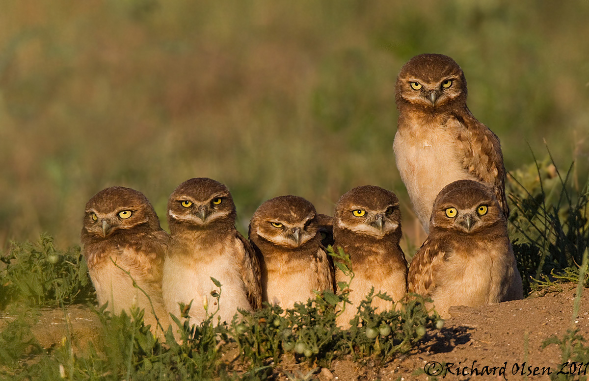 The Whole family