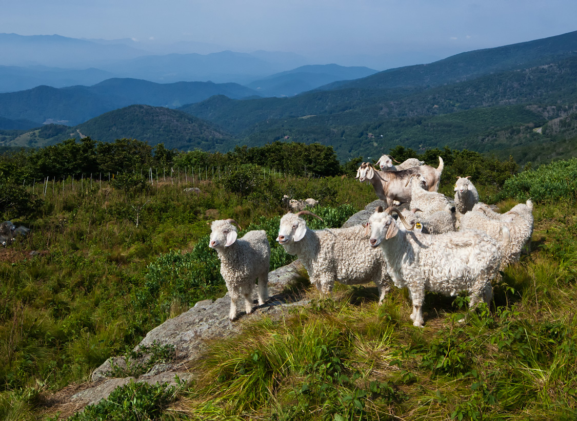 Roan Mountain Goats