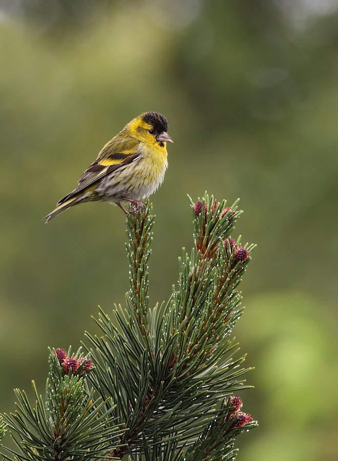 Siskin