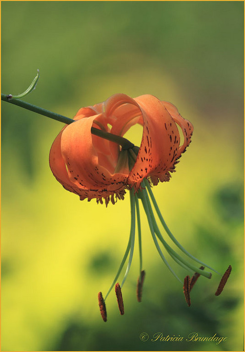 Tiger Lily