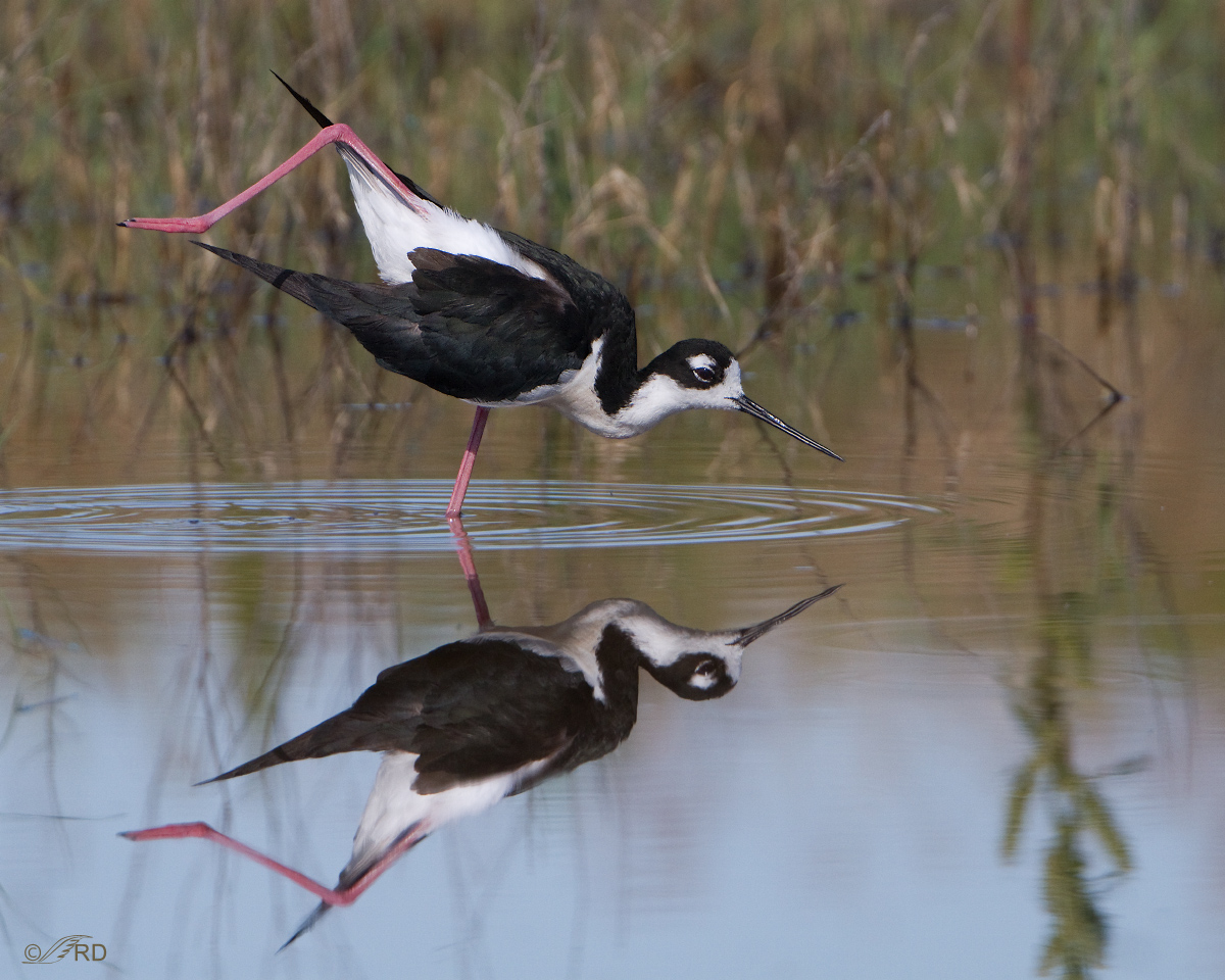 Black-necked Stilt
