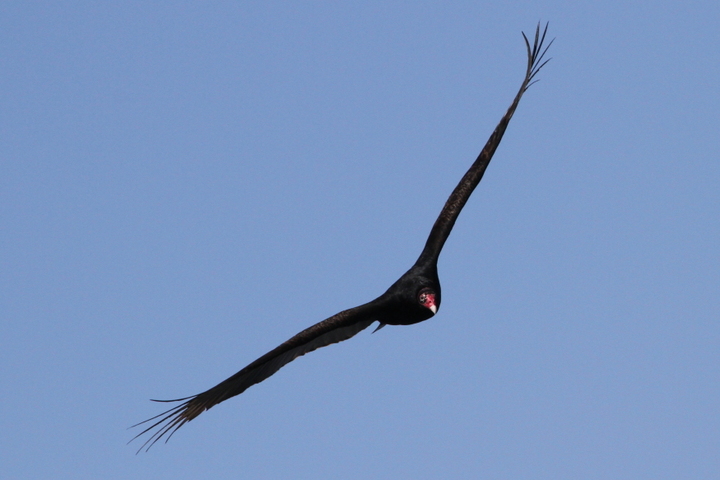 TurkeyVulture