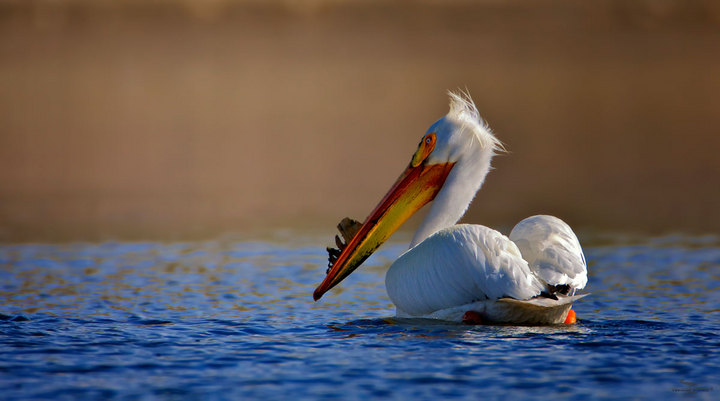 Avian