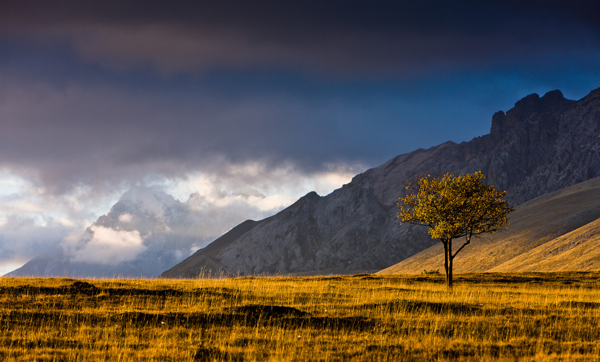 Lonely Tree 