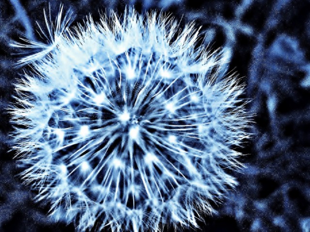 Dandelion Seeding