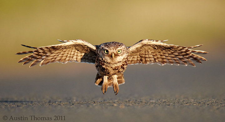 Little Owl in flight