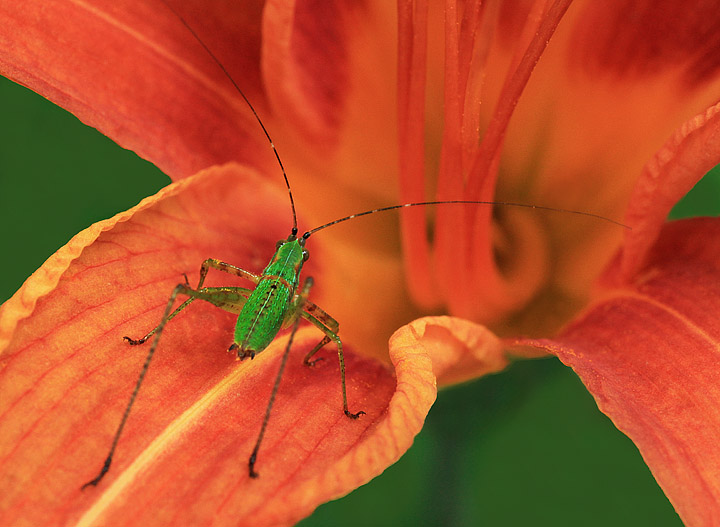 Katydid nymph on daylily