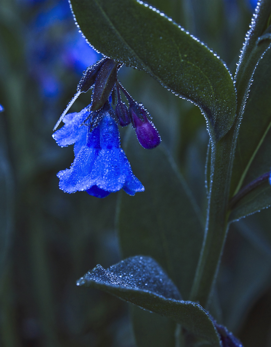 Mountain Bluebell