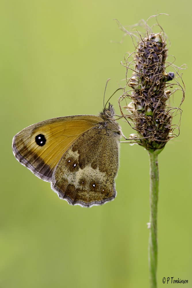 Gatekeeper