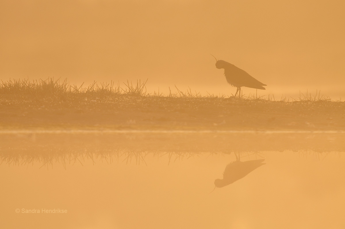 Preening Lapwing (+ repost)