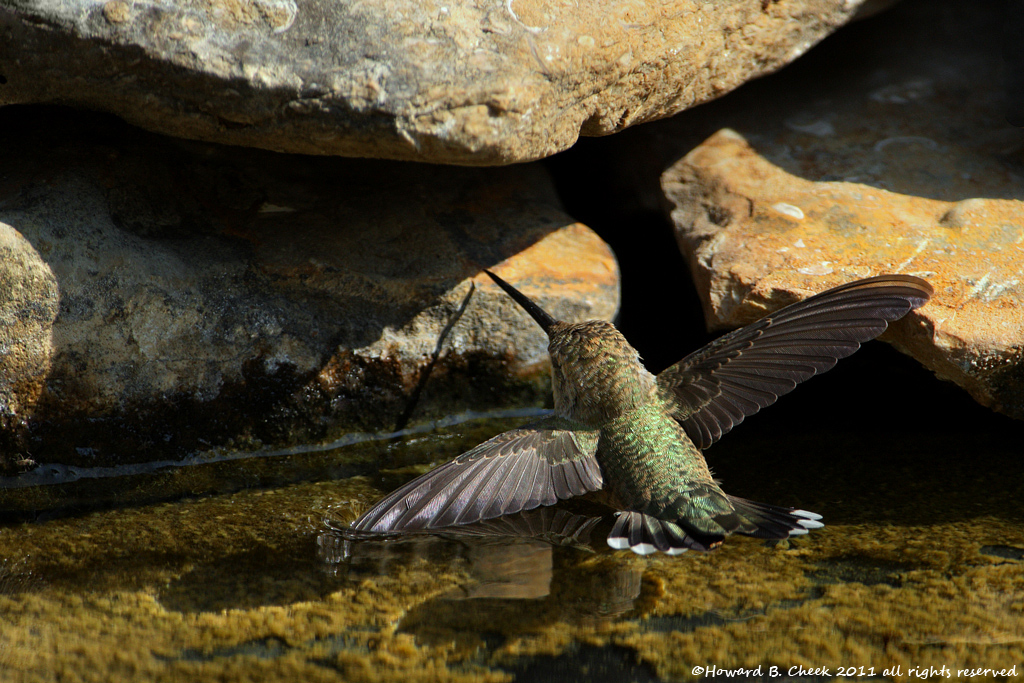 Floating Hummer 