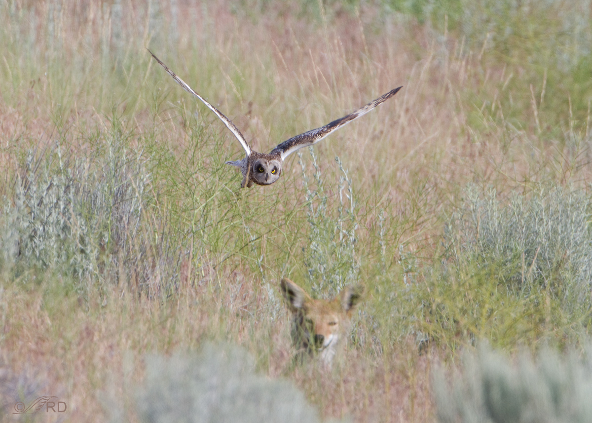 SEO Attacking a Coyote