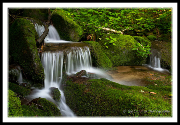 Mossy Creek
