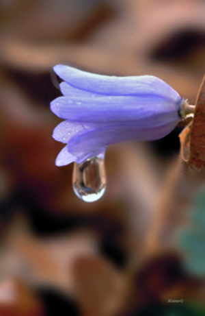 Violet Rain